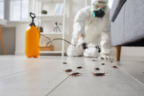 Post-Treatment Bed Bug Interceptor Monitoring in Westmoreland